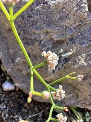 Eriogonum rotundifolium