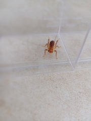 Tarbinskiellus portentosus