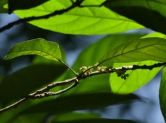 Cleidion spiciflorum