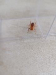 Tarbinskiellus portentosus