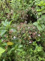 Monochaetum floribundum