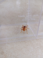 Tarbinskiellus portentosus