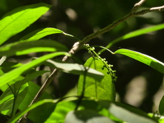 Cleidion spiciflorum