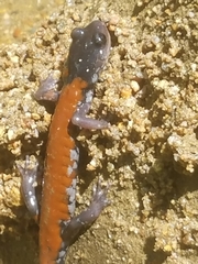 Plethodon yonahlossee
