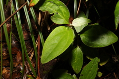 Coronidium telfordii