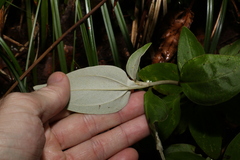 Coronidium telfordii