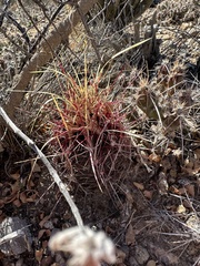 Thelocactus bicolor