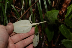 Coronidium telfordii