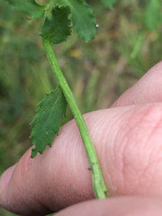 Lobelia brevifolia