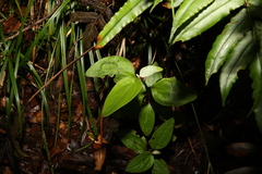 Coronidium telfordii