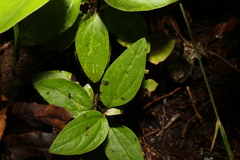 Coronidium telfordii