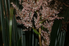 Helmholtzia glaberrima