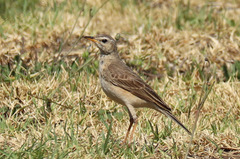 Anthus leucophrys