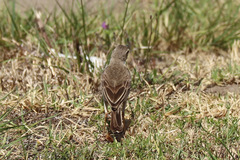 Anthus leucophrys