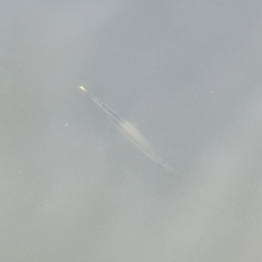 Zenarchopterus buffonis