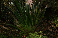 Helmholtzia glaberrima