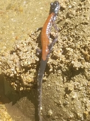 Plethodon yonahlossee