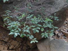 Cleidion spiciflorum