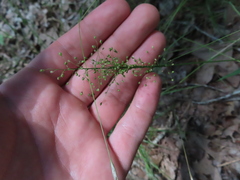 Dichanthelium polyanthes