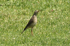 Anthus leucophrys