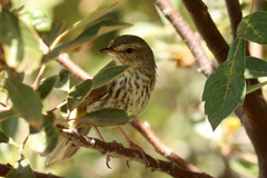 Prinia maculosa