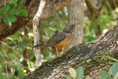 Turdus olivaceus