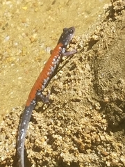 Plethodon yonahlossee