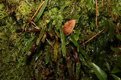 Grammitis stenophylla