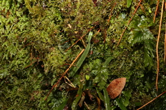 Grammitis stenophylla