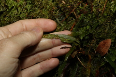 Grammitis stenophylla