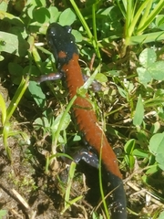 Plethodon yonahlossee