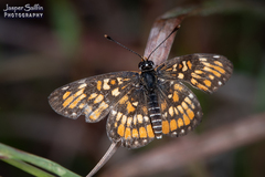 Chlosyne definita