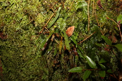 Grammitis stenophylla