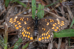 Chlosyne definita