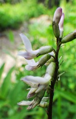 Astragalus robbinsii