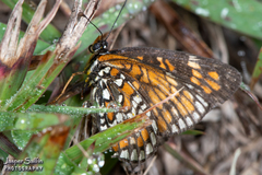 Chlosyne definita