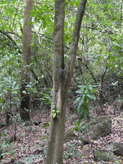 Cleidion spiciflorum