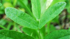Astragalus robbinsii