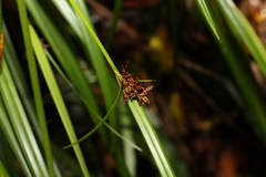 Cyperus disjunctus