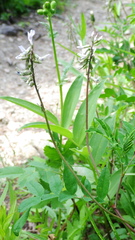 Astragalus robbinsii