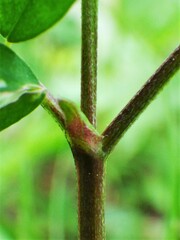 Astragalus robbinsii