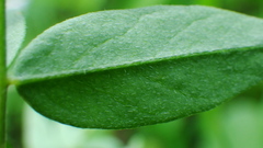 Astragalus robbinsii