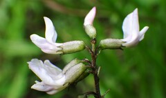 Astragalus robbinsii