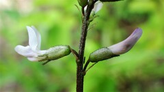 Astragalus robbinsii