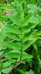 Astragalus robbinsii