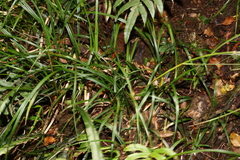 Cyperus disjunctus