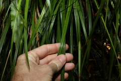 Cyperus disjunctus