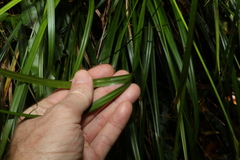 Cyperus disjunctus