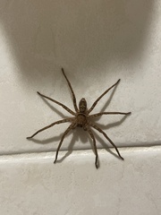 Heteropoda jugulans