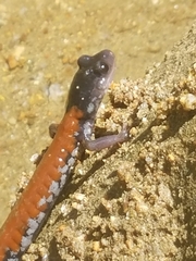 Plethodon yonahlossee